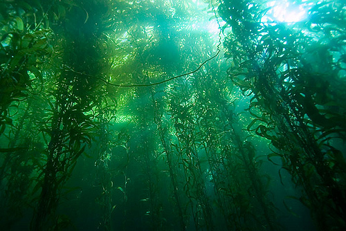 Kelp forests movie